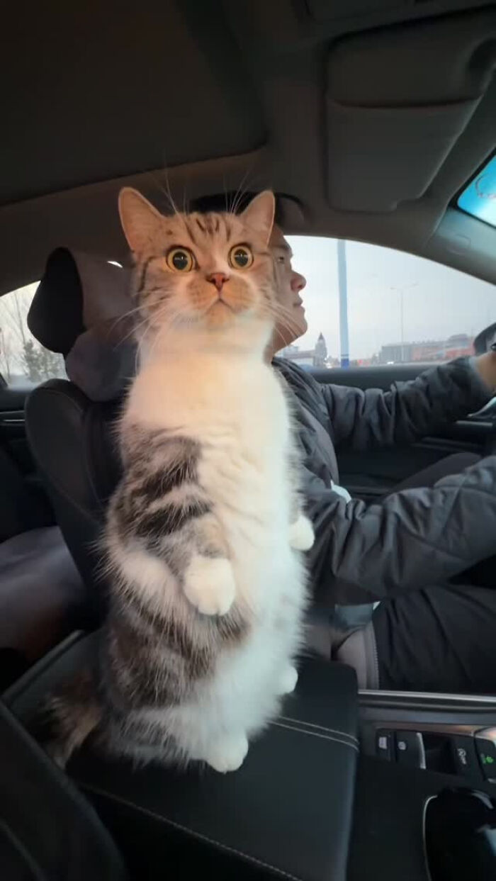 74 Cat Memes That Are Pawsitively Precious And Absolute Purr-Fection 74 Cat Memes That Are Pawsitively Precious And Absolute Purr-Fection