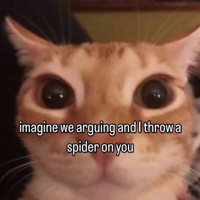 74 Cat Memes That Are Pawsitively Precious And Absolute Purr-Fection 74 Cat Memes That Are Pawsitively Precious And Absolute Purr-Fection