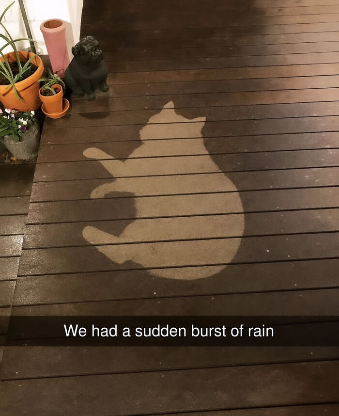 74 Cat Memes That Are Pawsitively Precious And Absolute Purr-Fection 74 Cat Memes That Are Pawsitively Precious And Absolute Purr-Fection