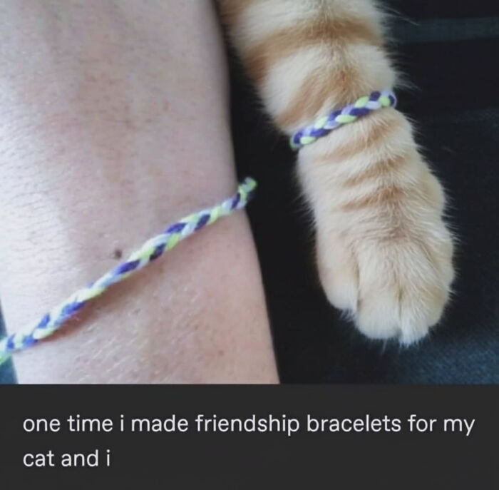 74 Cat Memes That Are Pawsitively Precious And Absolute Purr-Fection 74 Cat Memes That Are Pawsitively Precious And Absolute Purr-Fection