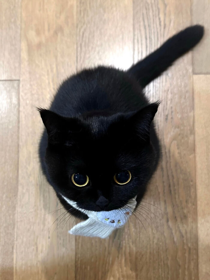 74 Cat Memes That Are Pawsitively Precious And Absolute Purr-Fection 74 Cat Memes That Are Pawsitively Precious And Absolute Purr-Fection