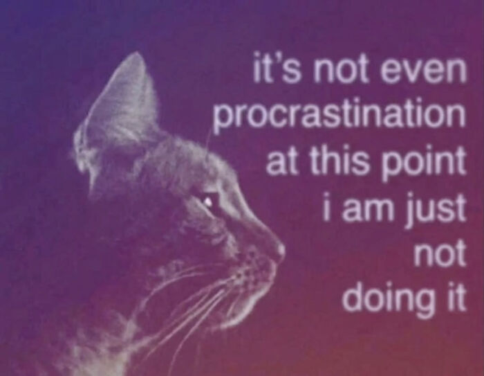 74 Cat Memes That Are Pawsitively Precious And Absolute Purr-Fection 74 Cat Memes That Are Pawsitively Precious And Absolute Purr-Fection