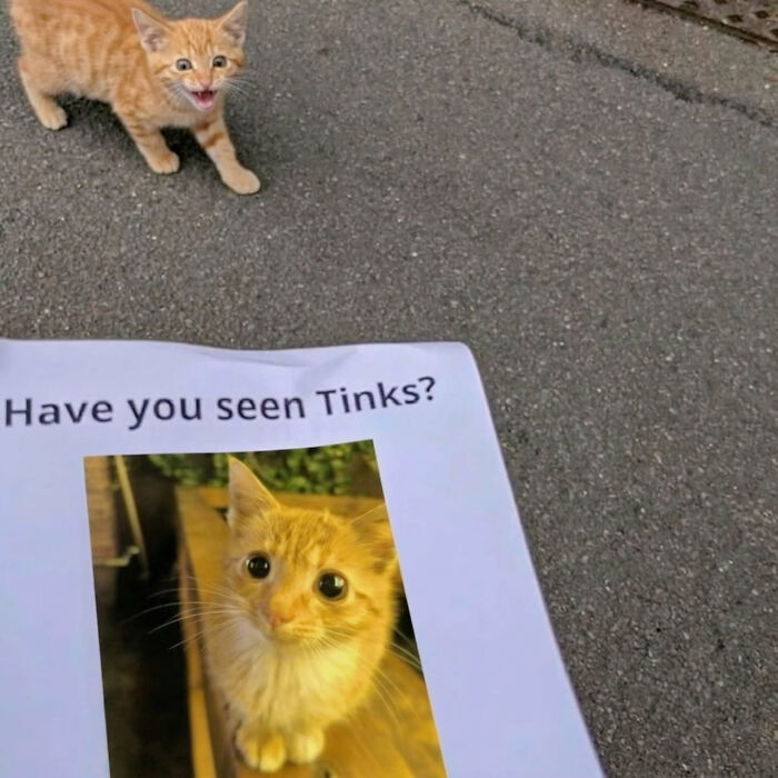 74 Cat Memes That Are Pawsitively Precious And Absolute Purr-Fection 74 Cat Memes That Are Pawsitively Precious And Absolute Purr-Fection