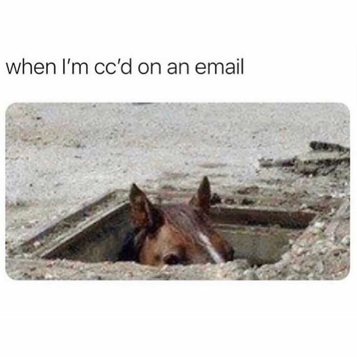 71 Memes Packed With Enough Humor And Sarcasm To Get You Through The Day
