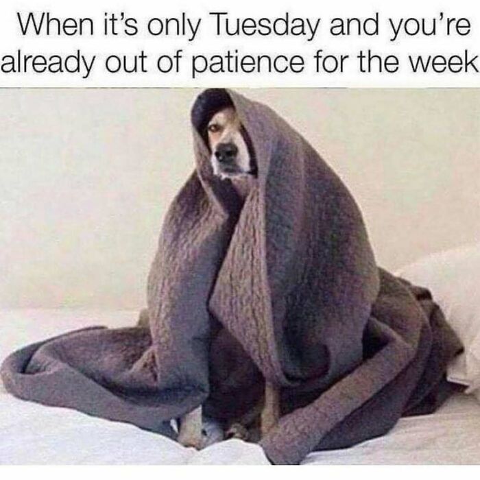 71 Memes Packed With Enough Humor And Sarcasm To Get You Through The Day