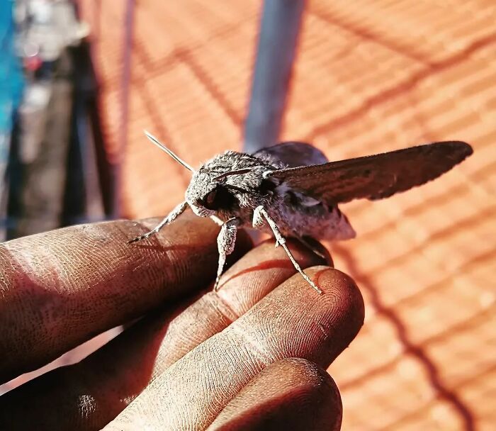 People Couldn&rsquo;t Keep These 51 Animal Photos To Themselves As They Found Them Really Cool