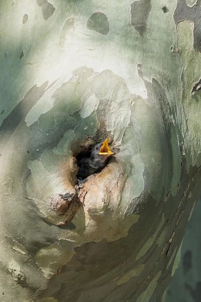 People Couldn&rsquo;t Keep These 51 Animal Photos To Themselves As They Found Them Really Cool
