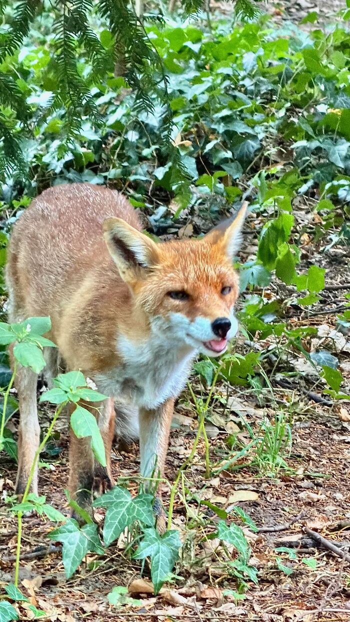 People Couldn&rsquo;t Keep These 51 Animal Photos To Themselves As They Found Them Really Cool