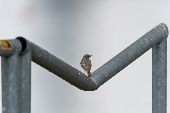 People Couldn&rsquo;t Keep These 51 Animal Photos To Themselves As They Found Them Really Cool