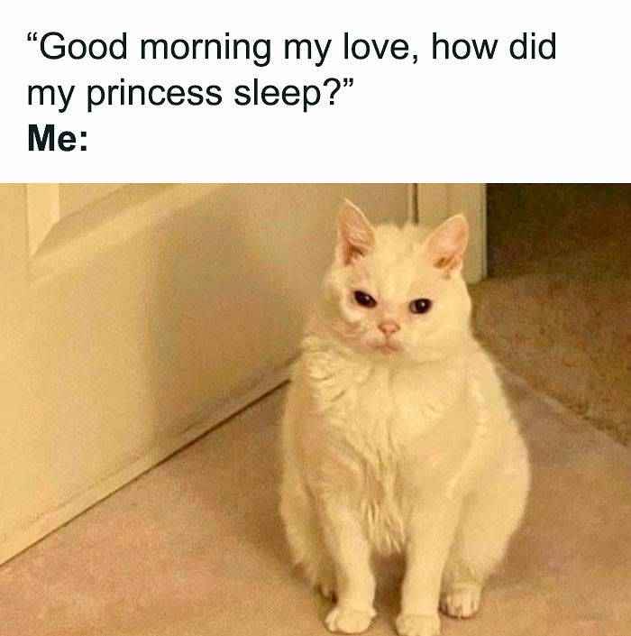 78 Memes For Anyone Who Stops Scrolling The Second An Animal Shows Up 78 Memes For Anyone Who Stops Scrolling The Second An Animal Shows Up
