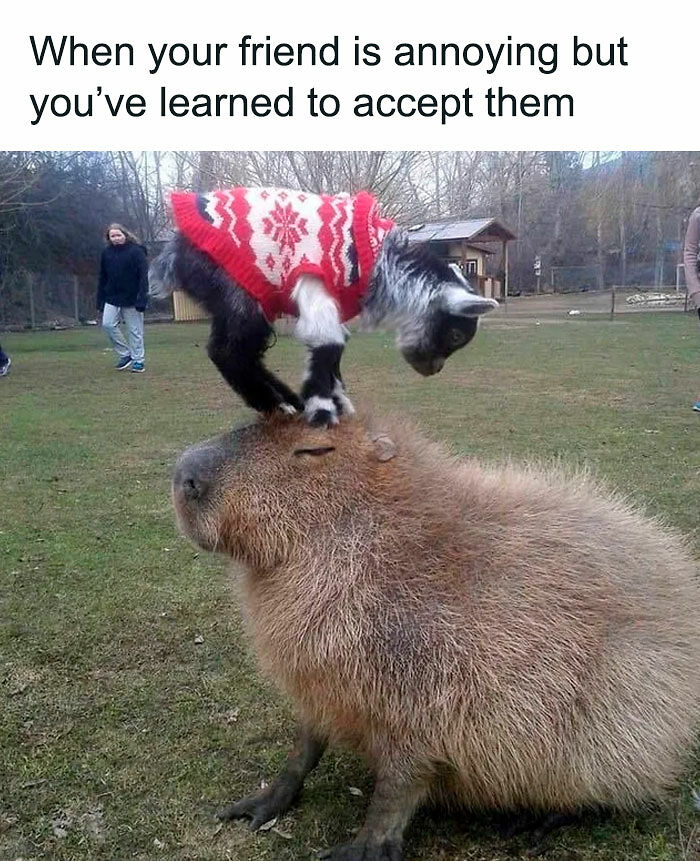 78 Memes For Anyone Who Stops Scrolling The Second An Animal Shows Up 78 Memes For Anyone Who Stops Scrolling The Second An Animal Shows Up