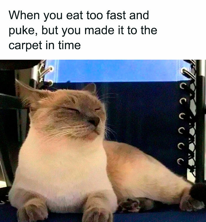 78 Memes For Anyone Who Stops Scrolling The Second An Animal Shows Up 78 Memes For Anyone Who Stops Scrolling The Second An Animal Shows Up