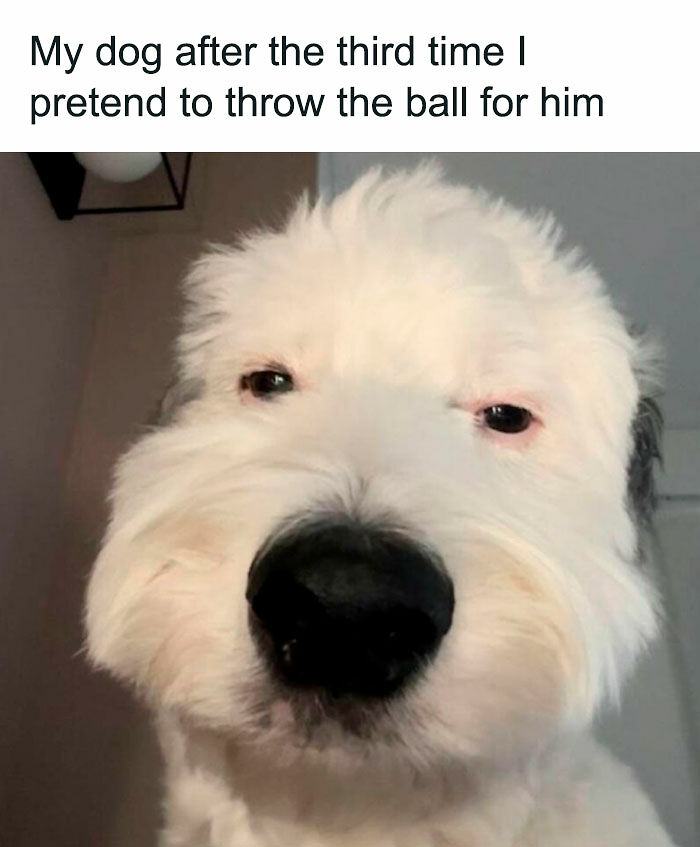 78 Memes For Anyone Who Stops Scrolling The Second An Animal Shows Up 78 Memes For Anyone Who Stops Scrolling The Second An Animal Shows Up