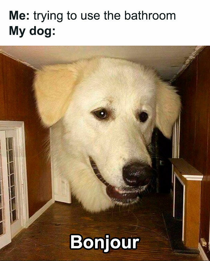 78 Memes For Anyone Who Stops Scrolling The Second An Animal Shows Up 78 Memes For Anyone Who Stops Scrolling The Second An Animal Shows Up