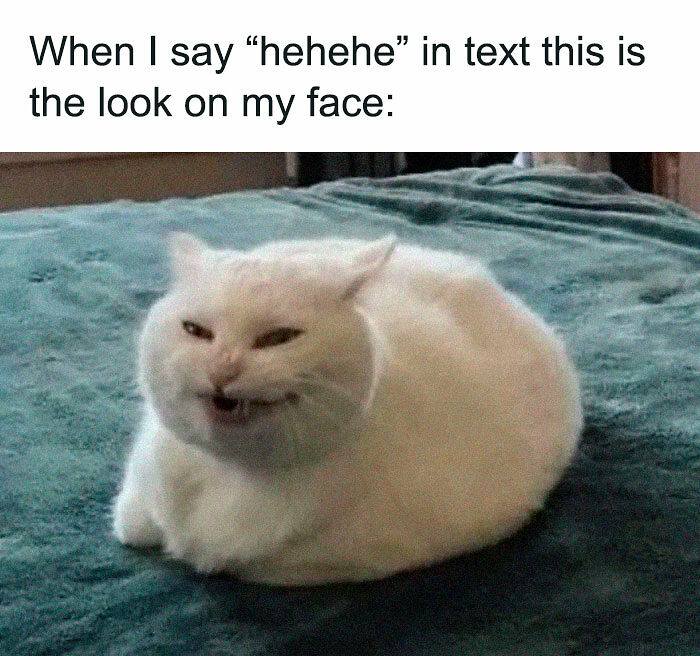 78 Memes For Anyone Who Stops Scrolling The Second An Animal Shows Up 78 Memes For Anyone Who Stops Scrolling The Second An Animal Shows Up