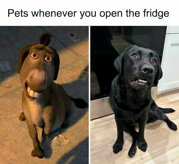 78 Memes For Anyone Who Stops Scrolling The Second An Animal Shows Up 78 Memes For Anyone Who Stops Scrolling The Second An Animal Shows Up