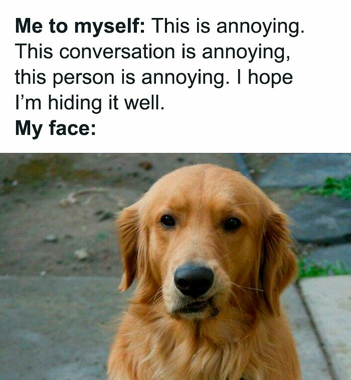 78 Memes For Anyone Who Stops Scrolling The Second An Animal Shows Up 78 Memes For Anyone Who Stops Scrolling The Second An Animal Shows Up