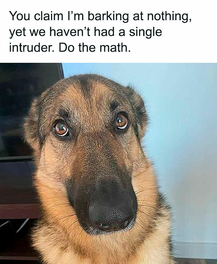 78 Memes For Anyone Who Stops Scrolling The Second An Animal Shows Up 78 Memes For Anyone Who Stops Scrolling The Second An Animal Shows Up