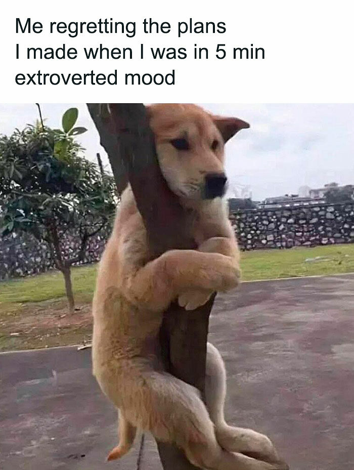 78 Memes For Anyone Who Stops Scrolling The Second An Animal Shows Up 78 Memes For Anyone Who Stops Scrolling The Second An Animal Shows Up