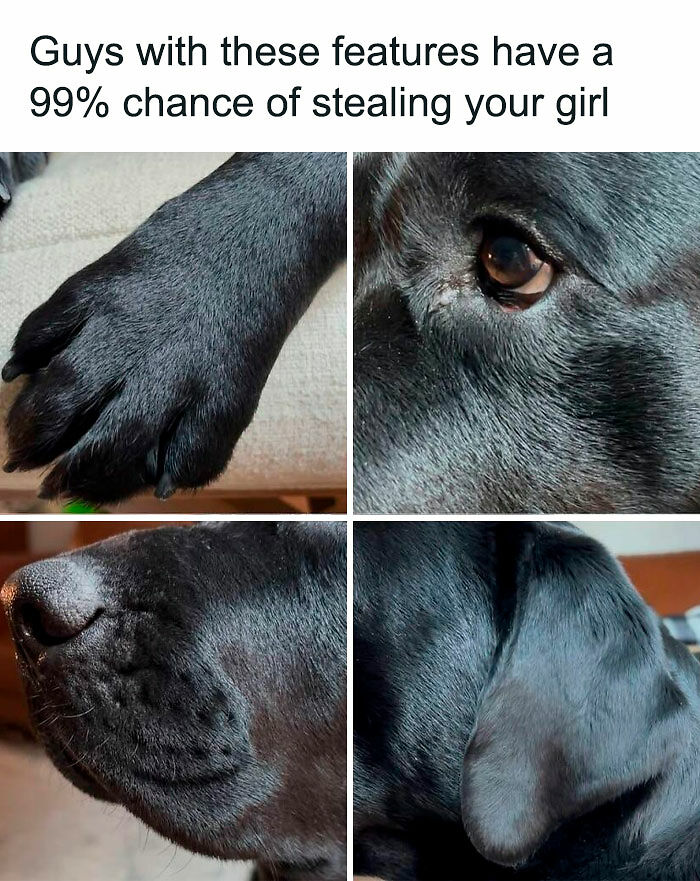 78 Memes For Anyone Who Stops Scrolling The Second An Animal Shows Up 78 Memes For Anyone Who Stops Scrolling The Second An Animal Shows Up