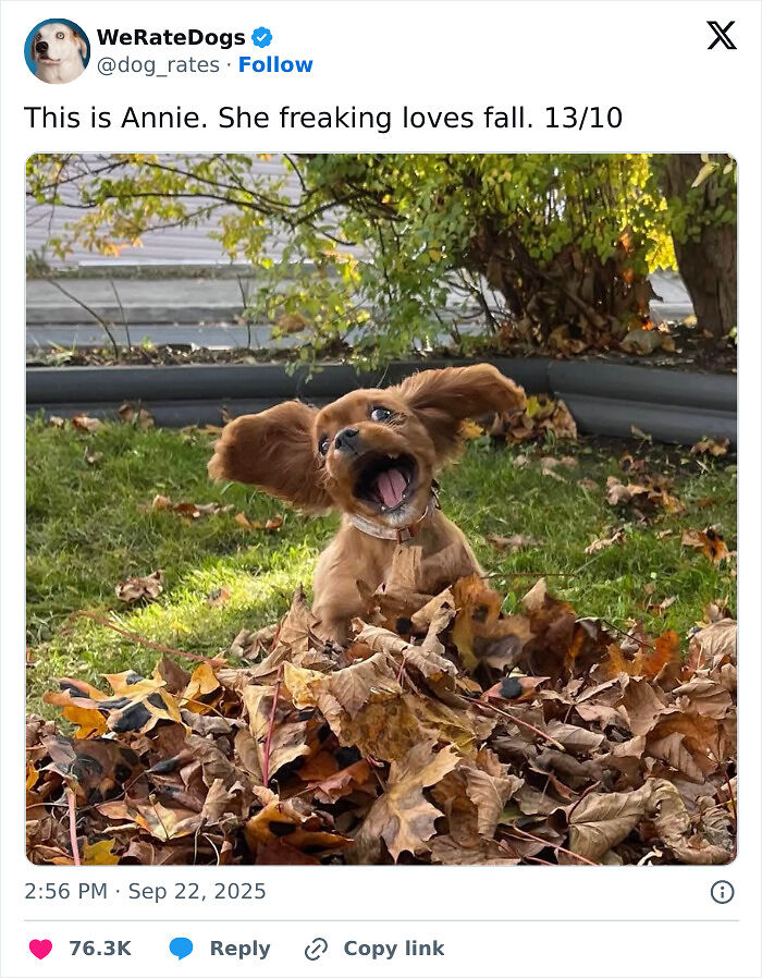 78 Memes For Anyone Who Stops Scrolling The Second An Animal Shows Up 78 Memes For Anyone Who Stops Scrolling The Second An Animal Shows Up