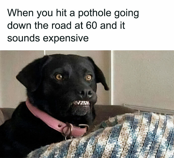 78 Memes For Anyone Who Stops Scrolling The Second An Animal Shows Up 78 Memes For Anyone Who Stops Scrolling The Second An Animal Shows Up