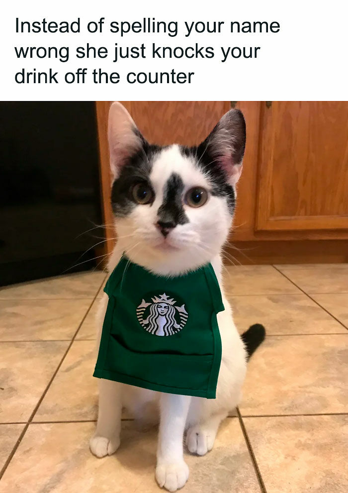 78 Memes For Anyone Who Stops Scrolling The Second An Animal Shows Up 78 Memes For Anyone Who Stops Scrolling The Second An Animal Shows Up