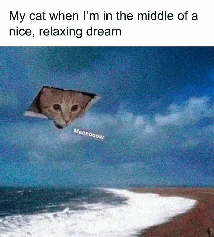 78 Memes For Anyone Who Stops Scrolling The Second An Animal Shows Up 78 Memes For Anyone Who Stops Scrolling The Second An Animal Shows Up