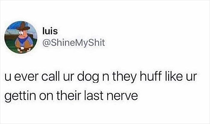 78 Memes For Anyone Who Stops Scrolling The Second An Animal Shows Up 78 Memes For Anyone Who Stops Scrolling The Second An Animal Shows Up