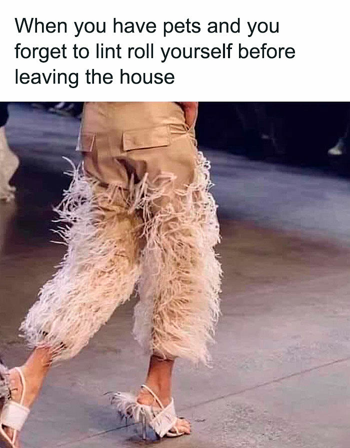 78 Memes For Anyone Who Stops Scrolling The Second An Animal Shows Up 78 Memes For Anyone Who Stops Scrolling The Second An Animal Shows Up