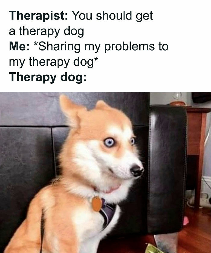 78 Memes For Anyone Who Stops Scrolling The Second An Animal Shows Up 78 Memes For Anyone Who Stops Scrolling The Second An Animal Shows Up