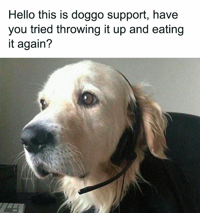 78 Memes For Anyone Who Stops Scrolling The Second An Animal Shows Up 78 Memes For Anyone Who Stops Scrolling The Second An Animal Shows Up
