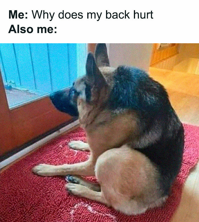 78 Memes For Anyone Who Stops Scrolling The Second An Animal Shows Up 78 Memes For Anyone Who Stops Scrolling The Second An Animal Shows Up