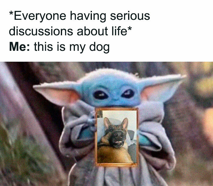 78 Memes For Anyone Who Stops Scrolling The Second An Animal Shows Up 78 Memes For Anyone Who Stops Scrolling The Second An Animal Shows Up