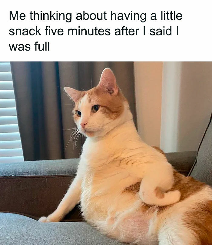 78 Memes For Anyone Who Stops Scrolling The Second An Animal Shows Up 78 Memes For Anyone Who Stops Scrolling The Second An Animal Shows Up