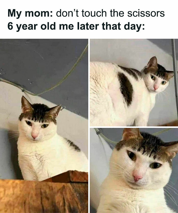 78 Memes For Anyone Who Stops Scrolling The Second An Animal Shows Up 78 Memes For Anyone Who Stops Scrolling The Second An Animal Shows Up