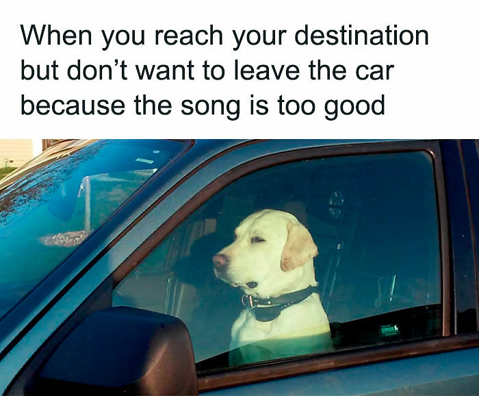 78 Memes For Anyone Who Stops Scrolling The Second An Animal Shows Up 78 Memes For Anyone Who Stops Scrolling The Second An Animal Shows Up