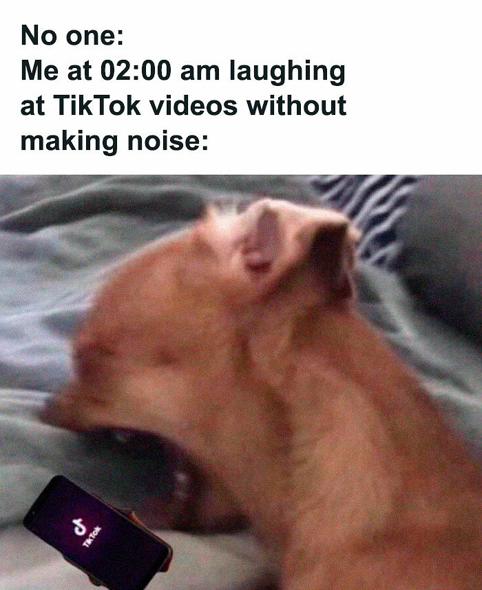 78 Memes For Anyone Who Stops Scrolling The Second An Animal Shows Up 78 Memes For Anyone Who Stops Scrolling The Second An Animal Shows Up