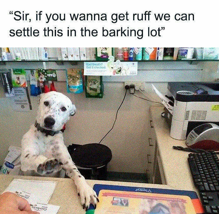 78 Memes For Anyone Who Stops Scrolling The Second An Animal Shows Up 78 Memes For Anyone Who Stops Scrolling The Second An Animal Shows Up