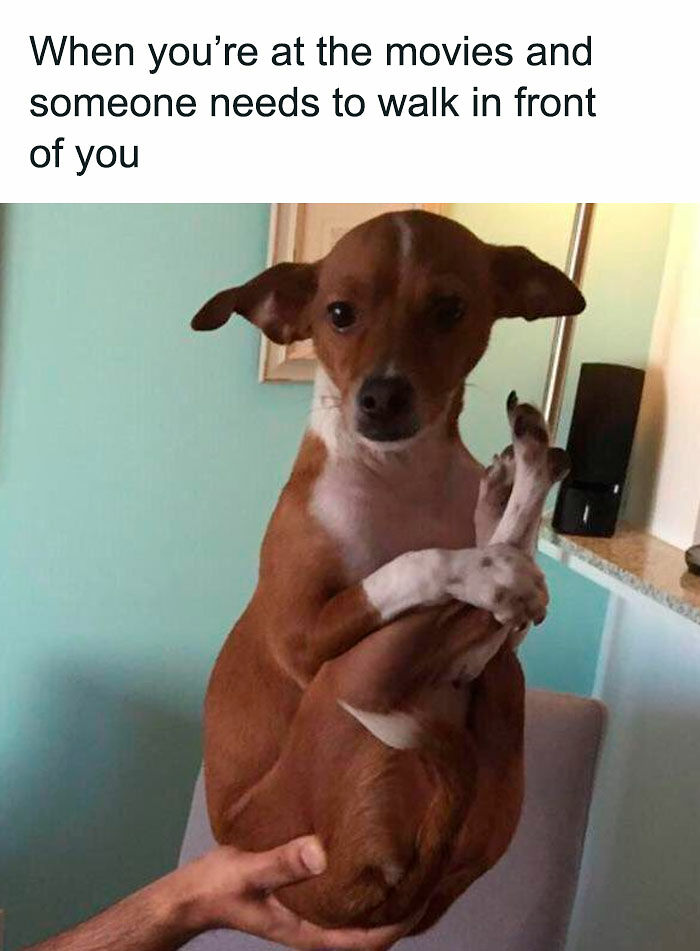 78 Memes For Anyone Who Stops Scrolling The Second An Animal Shows Up 78 Memes For Anyone Who Stops Scrolling The Second An Animal Shows Up