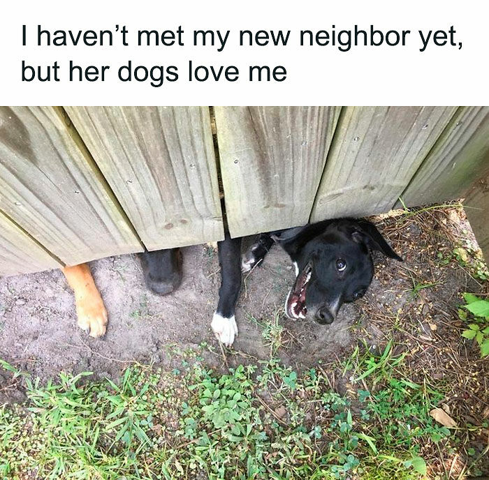 78 Memes For Anyone Who Stops Scrolling The Second An Animal Shows Up 78 Memes For Anyone Who Stops Scrolling The Second An Animal Shows Up