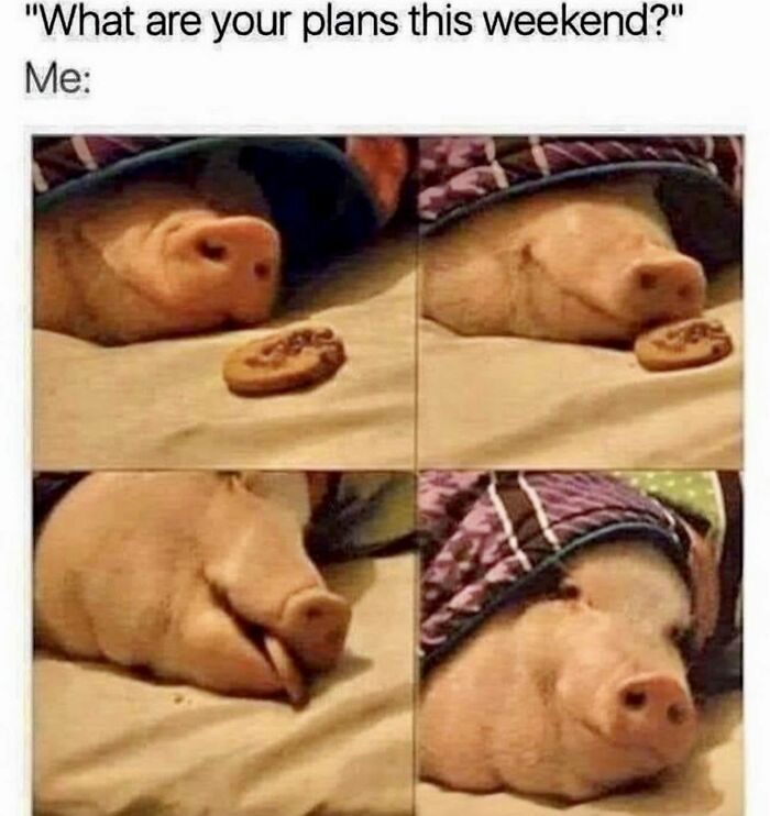 78 Memes For Anyone Who Stops Scrolling The Second An Animal Shows Up 78 Memes For Anyone Who Stops Scrolling The Second An Animal Shows Up