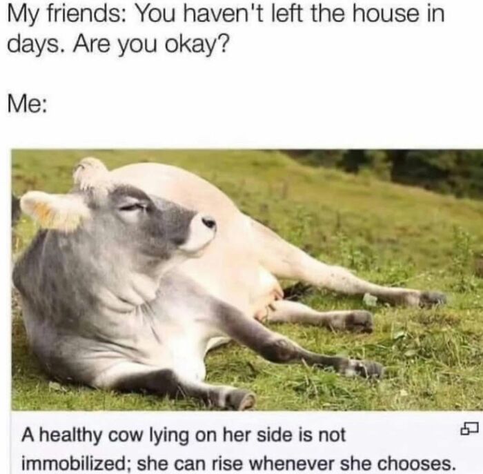 78 Memes For Anyone Who Stops Scrolling The Second An Animal Shows Up 78 Memes For Anyone Who Stops Scrolling The Second An Animal Shows Up