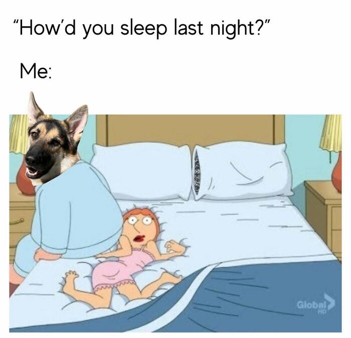 78 Memes For Anyone Who Stops Scrolling The Second An Animal Shows Up 78 Memes For Anyone Who Stops Scrolling The Second An Animal Shows Up