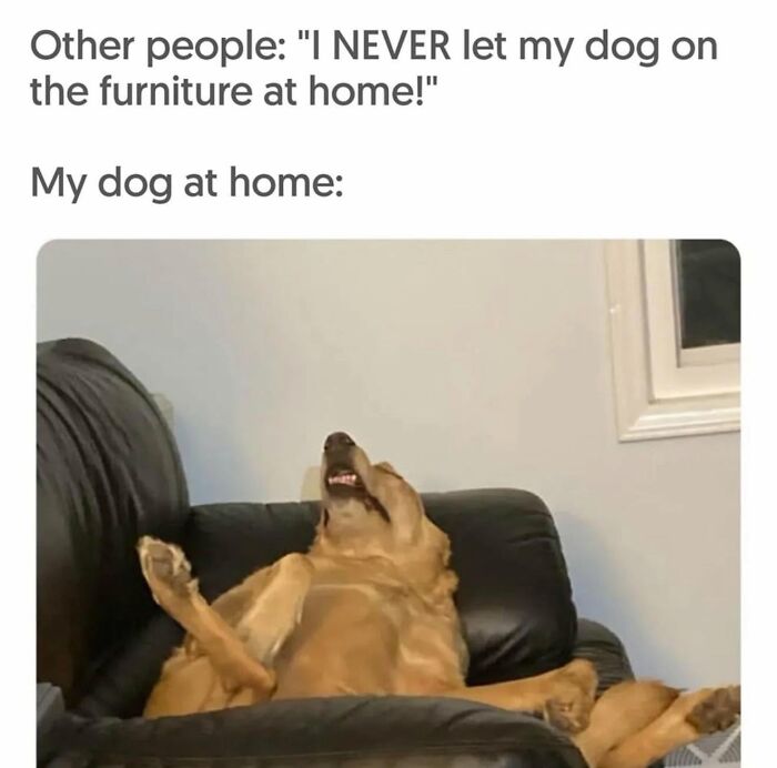 78 Memes For Anyone Who Stops Scrolling The Second An Animal Shows Up 78 Memes For Anyone Who Stops Scrolling The Second An Animal Shows Up