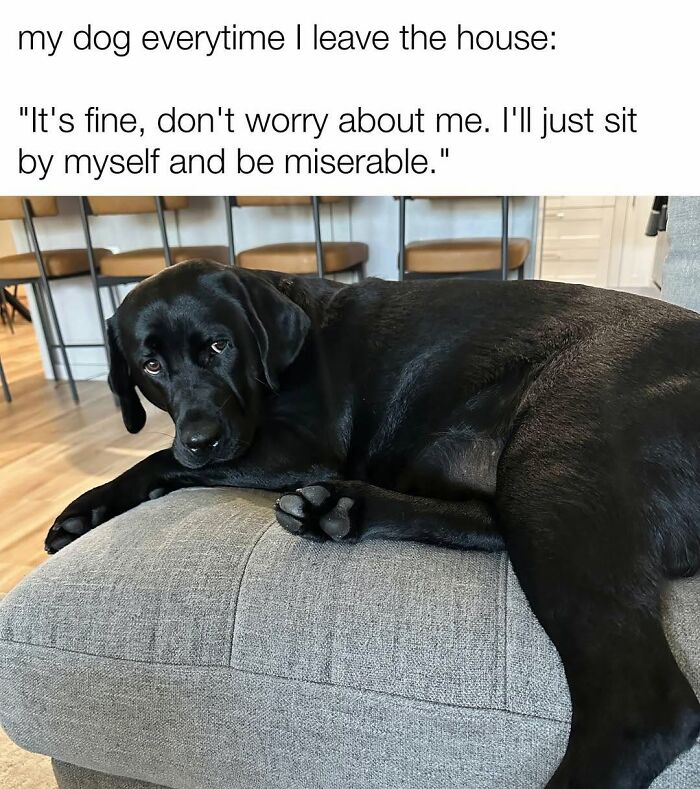 78 Memes For Anyone Who Stops Scrolling The Second An Animal Shows Up 78 Memes For Anyone Who Stops Scrolling The Second An Animal Shows Up