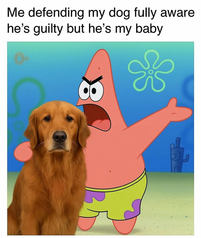 78 Memes For Anyone Who Stops Scrolling The Second An Animal Shows Up 78 Memes For Anyone Who Stops Scrolling The Second An Animal Shows Up