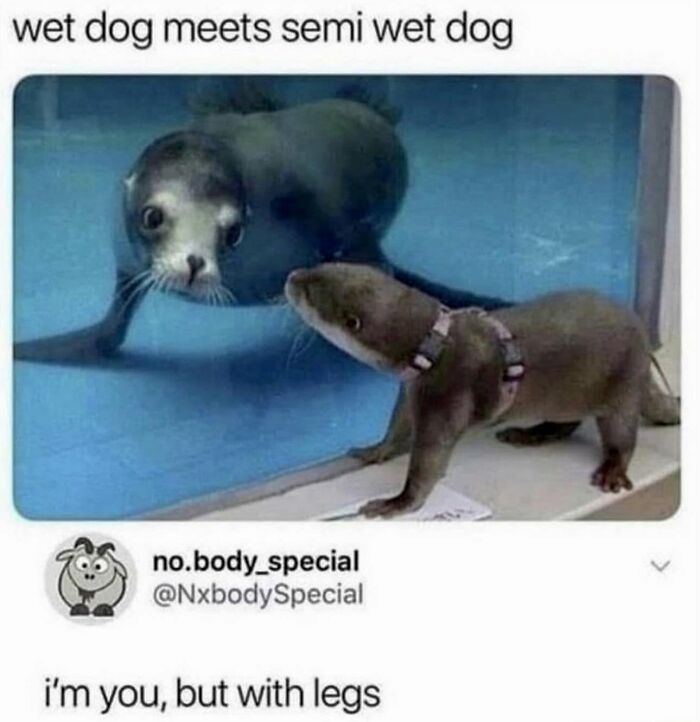 78 Memes For Anyone Who Stops Scrolling The Second An Animal Shows Up 78 Memes For Anyone Who Stops Scrolling The Second An Animal Shows Up