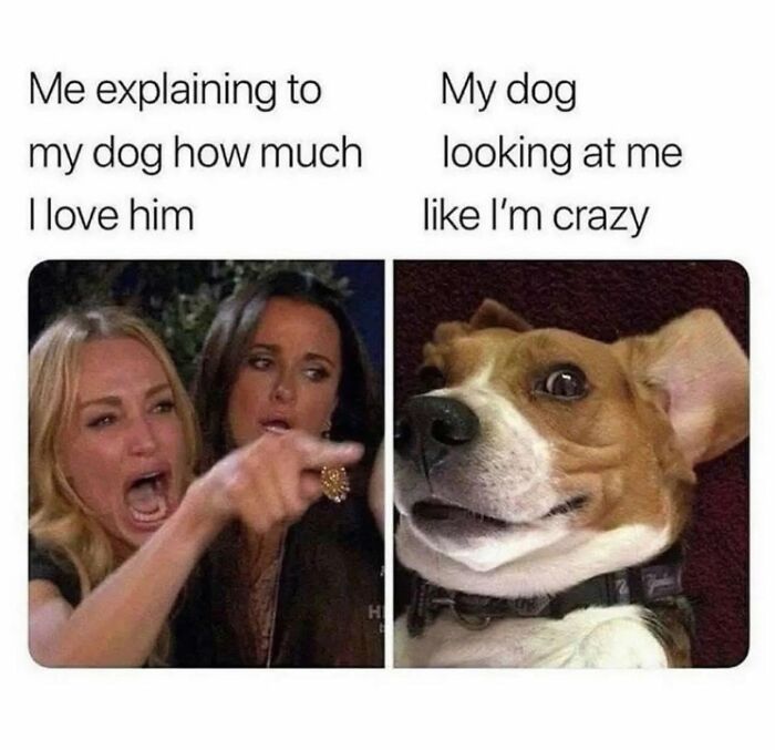78 Memes For Anyone Who Stops Scrolling The Second An Animal Shows Up 78 Memes For Anyone Who Stops Scrolling The Second An Animal Shows Up