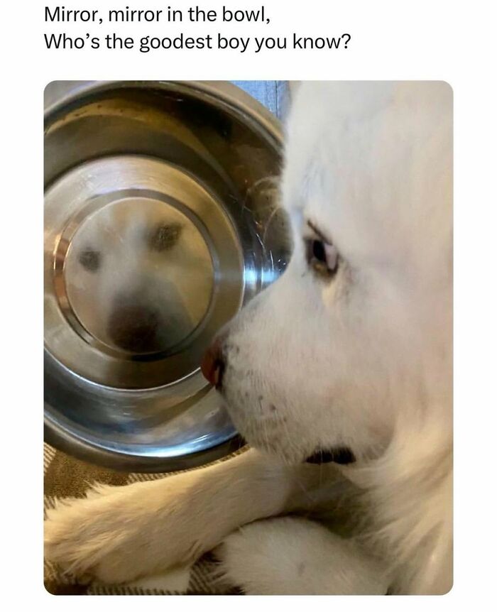 78 Memes For Anyone Who Stops Scrolling The Second An Animal Shows Up 78 Memes For Anyone Who Stops Scrolling The Second An Animal Shows Up